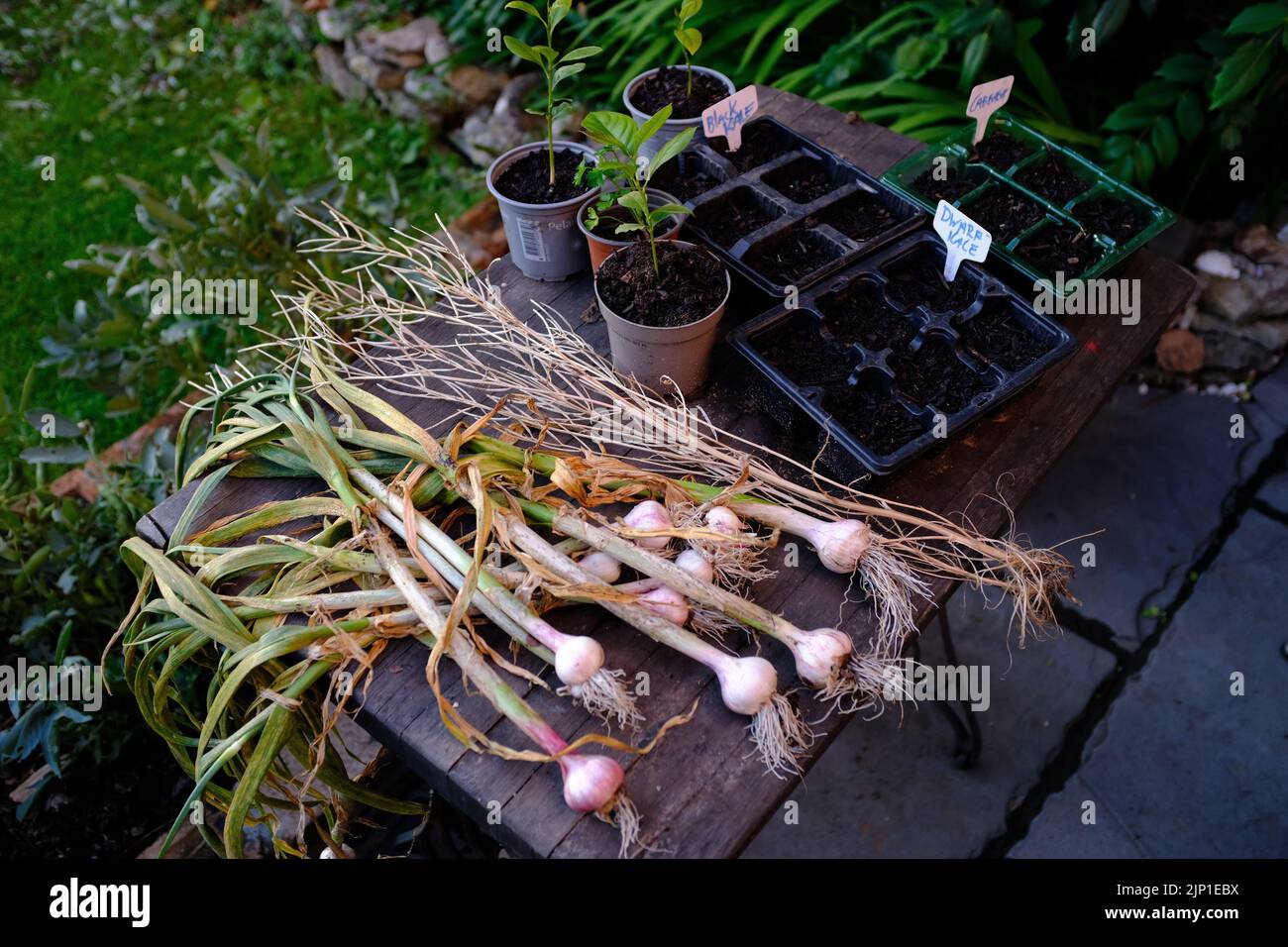 Home grown garlic drying on a table Stock Photo