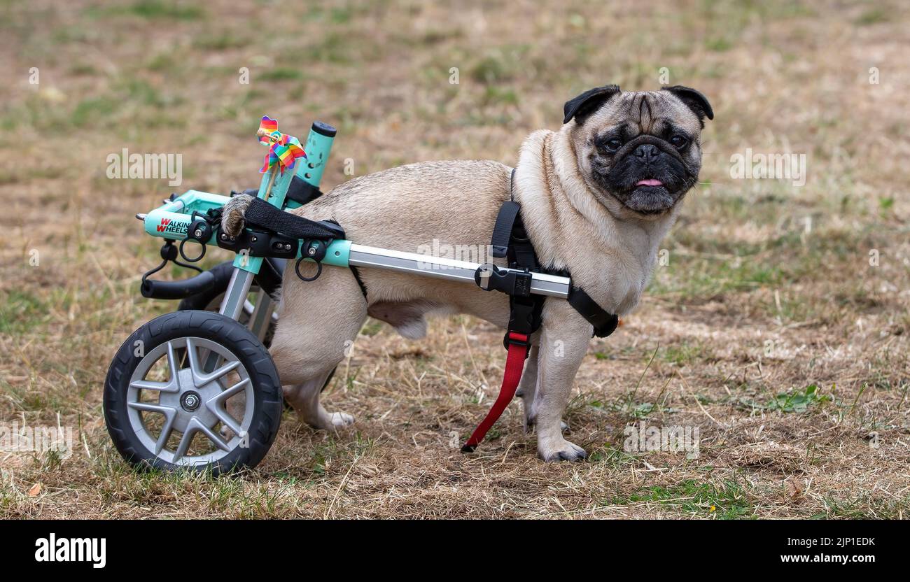 Canine companion disabled hi res stock photography and images Alamy
