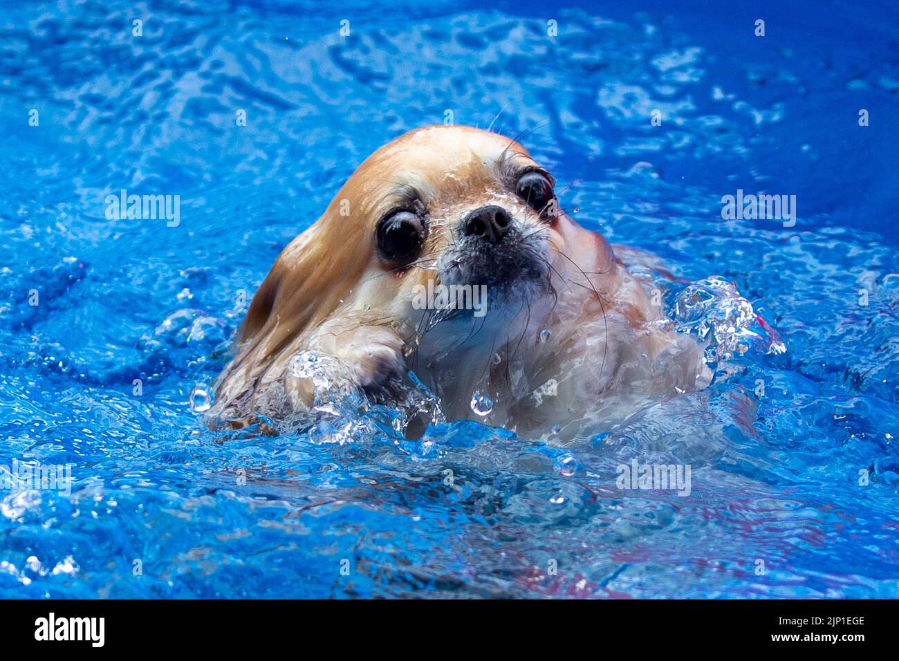 Chihuahua pool store