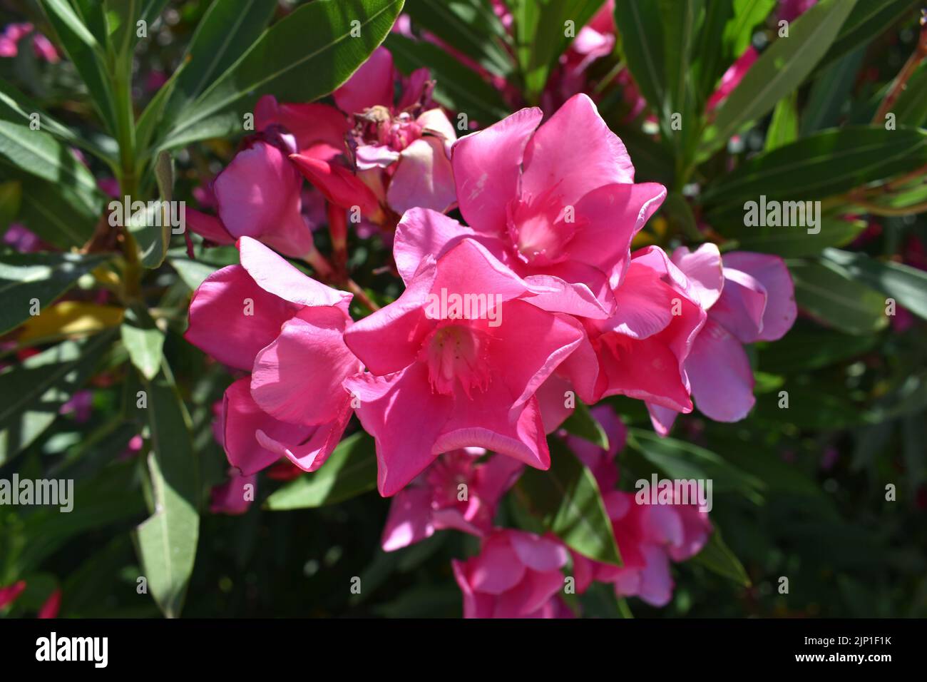 Pink oleander flowers ( latin name Nerium oleander) , most commonly
