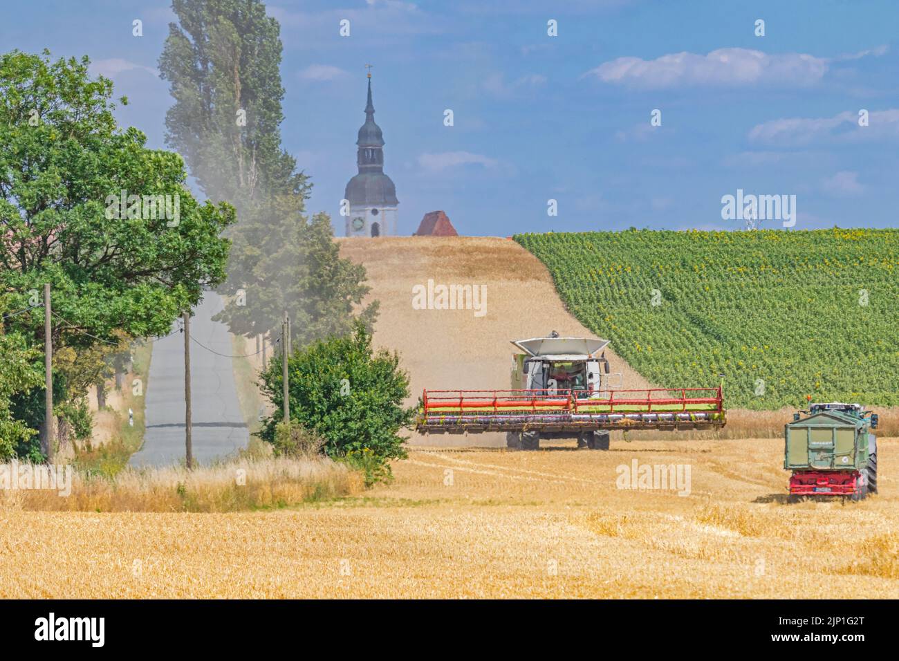 field, summer, grain harvest, hitzeflimmern, atmosphärische optik, fields, summers, grain harvests Stock Photo