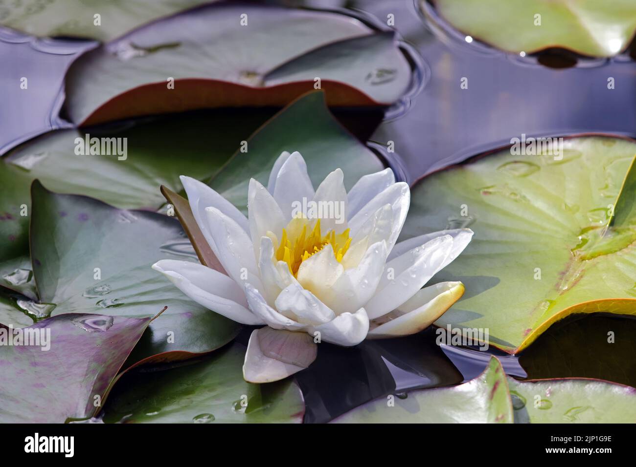 water lily, water lily pad, seerosengewächs, water lilies, waterlilie, waterlilies, lily pad, lily pads, water lily pads Stock Photo