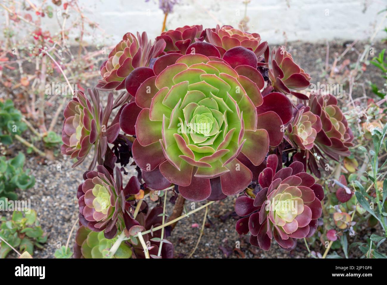 Aeonium 'Velour' an evergreen succulent plant with rosettes of fleshy foliage with dark red edges Stock Photo