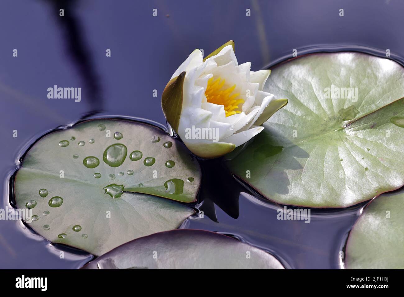 water lily, water lily pad, seerosengewächs, water lilies, waterlilie, waterlilies, lily pad, lily pads, water lily pads Stock Photo