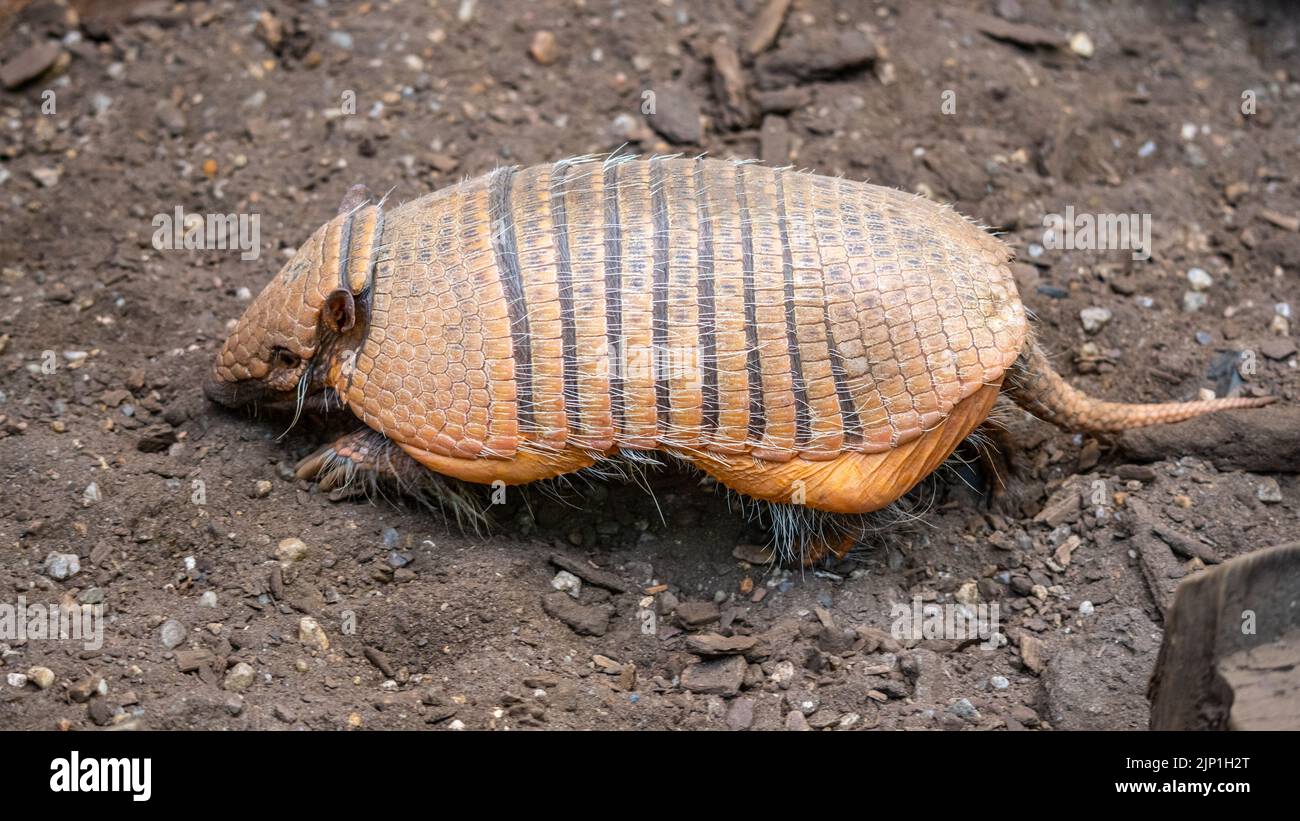 Armadillo mammal with typical leathery armor shell Stock Photo Alamy