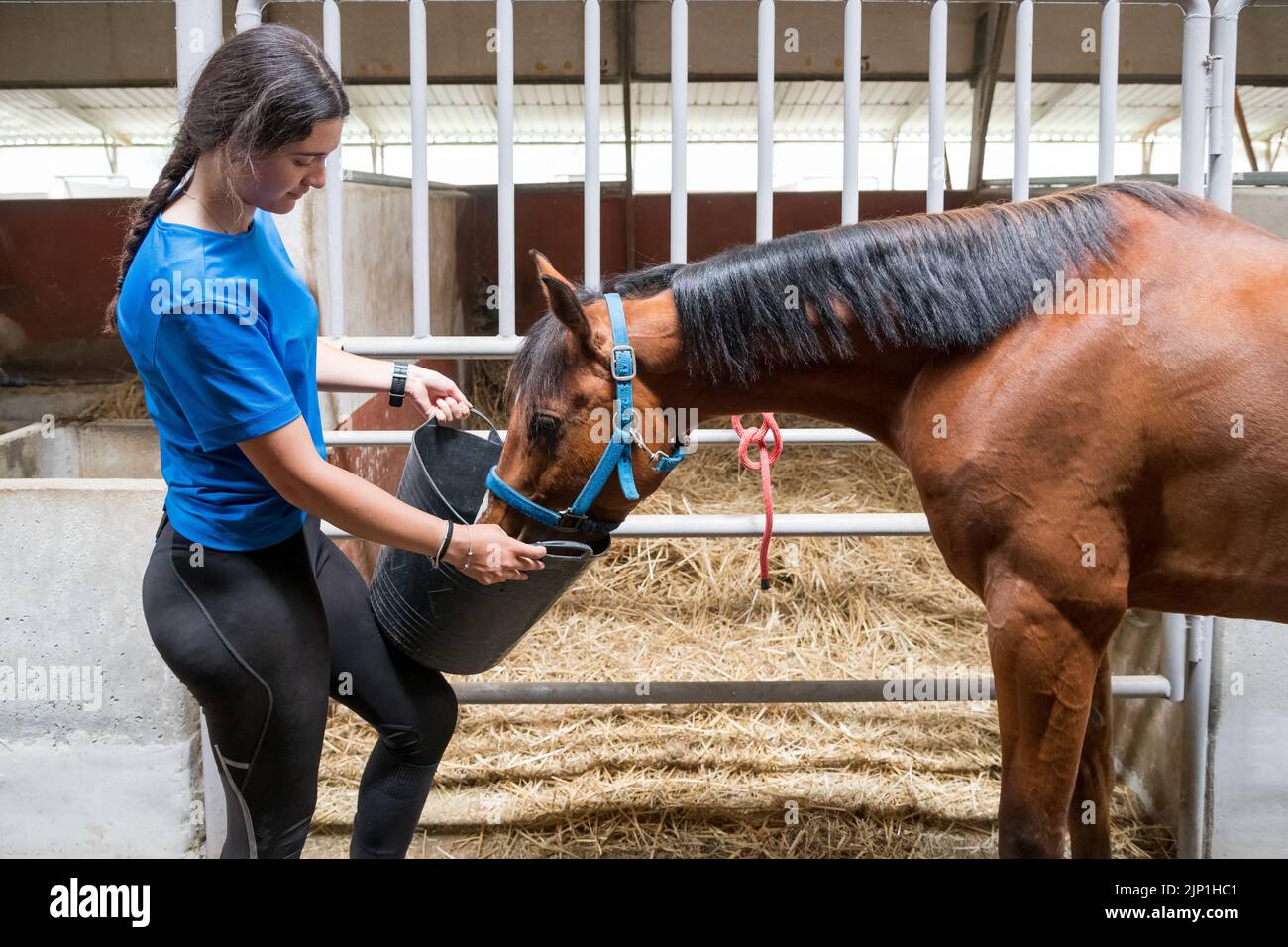 horse, feeding, horses, feed, feedings Stock Photo Alamy