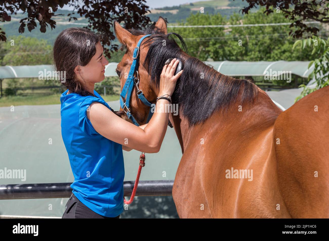 horse, mane, grooming, horses, manes Stock Photo Alamy