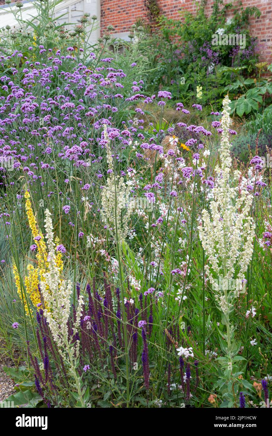 Verbascums and Verbena Bonariensis in the Paradise garden at RHS Bridgewater, Worsley, Greater Manchester, England. Stock Photo