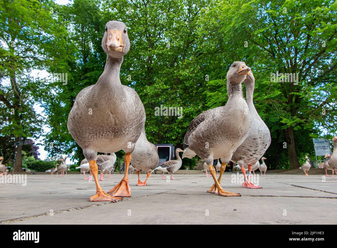 Geese, taken at eye level, in the City of York Stock Photo