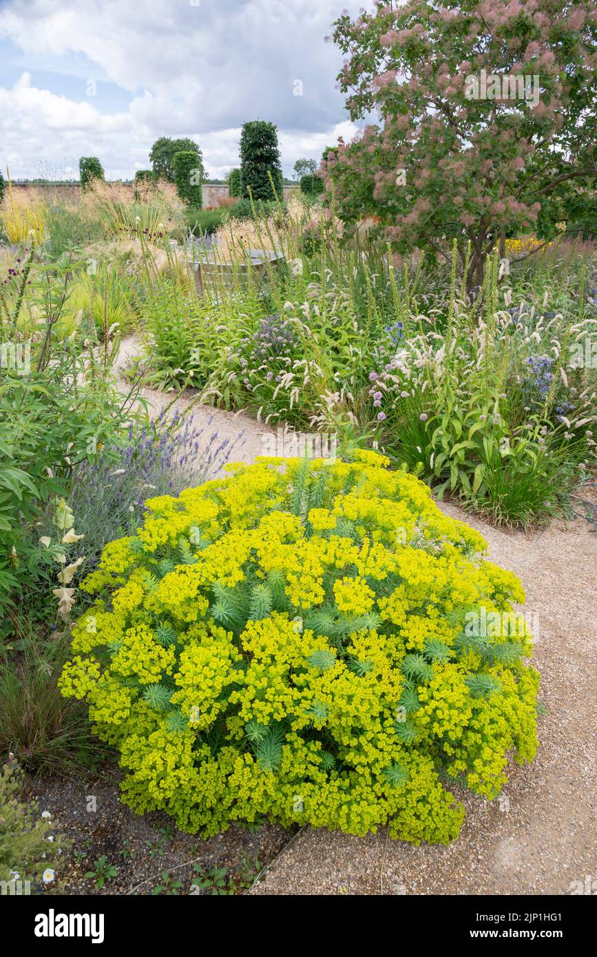 Euphorbia flowering in the Paradise garden at RHS Bridgewater, Worsley, Greater Manchester, England. Stock Photo