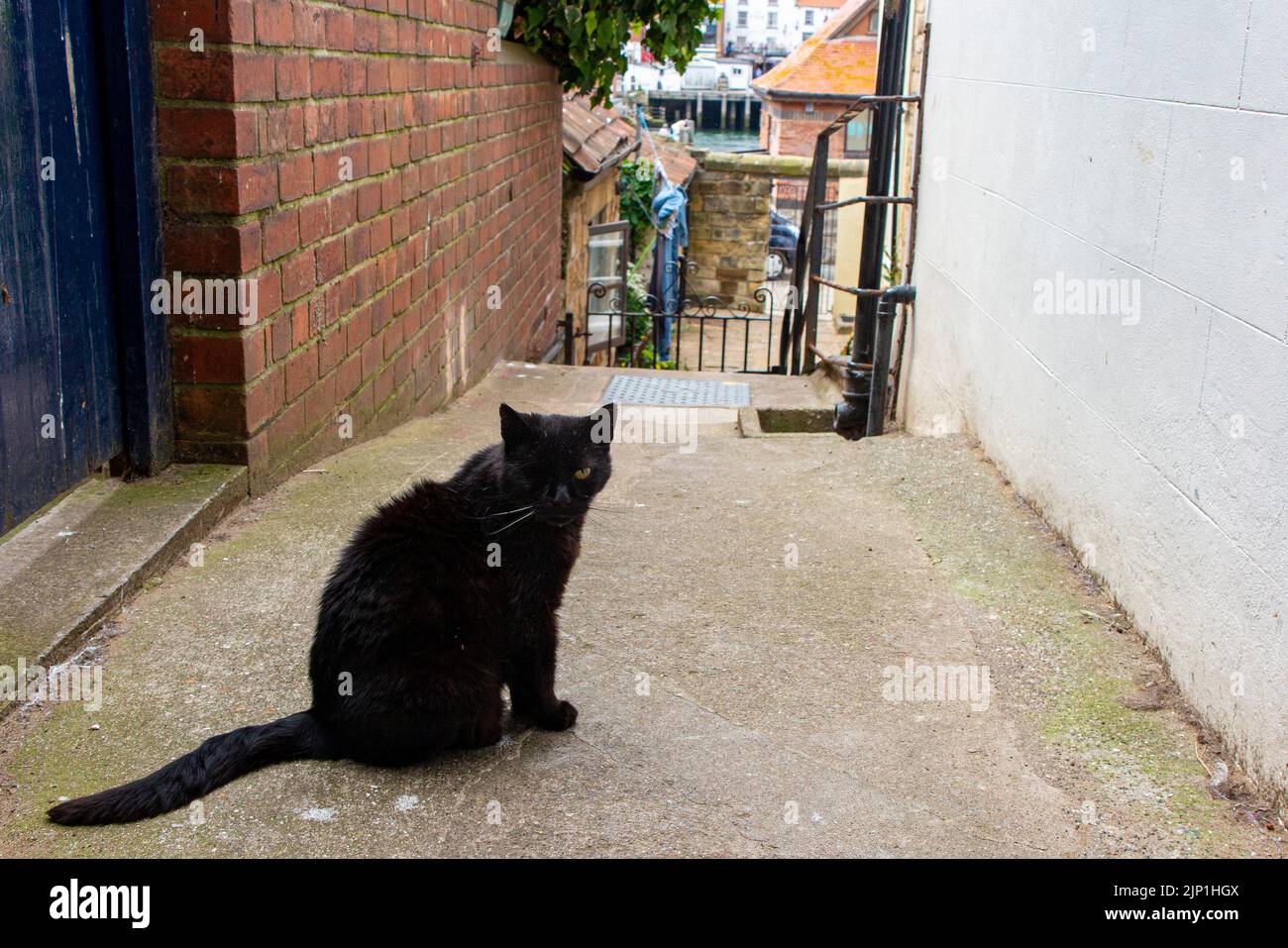 A one eyed cat on guard outside its owner's home Stock Photo