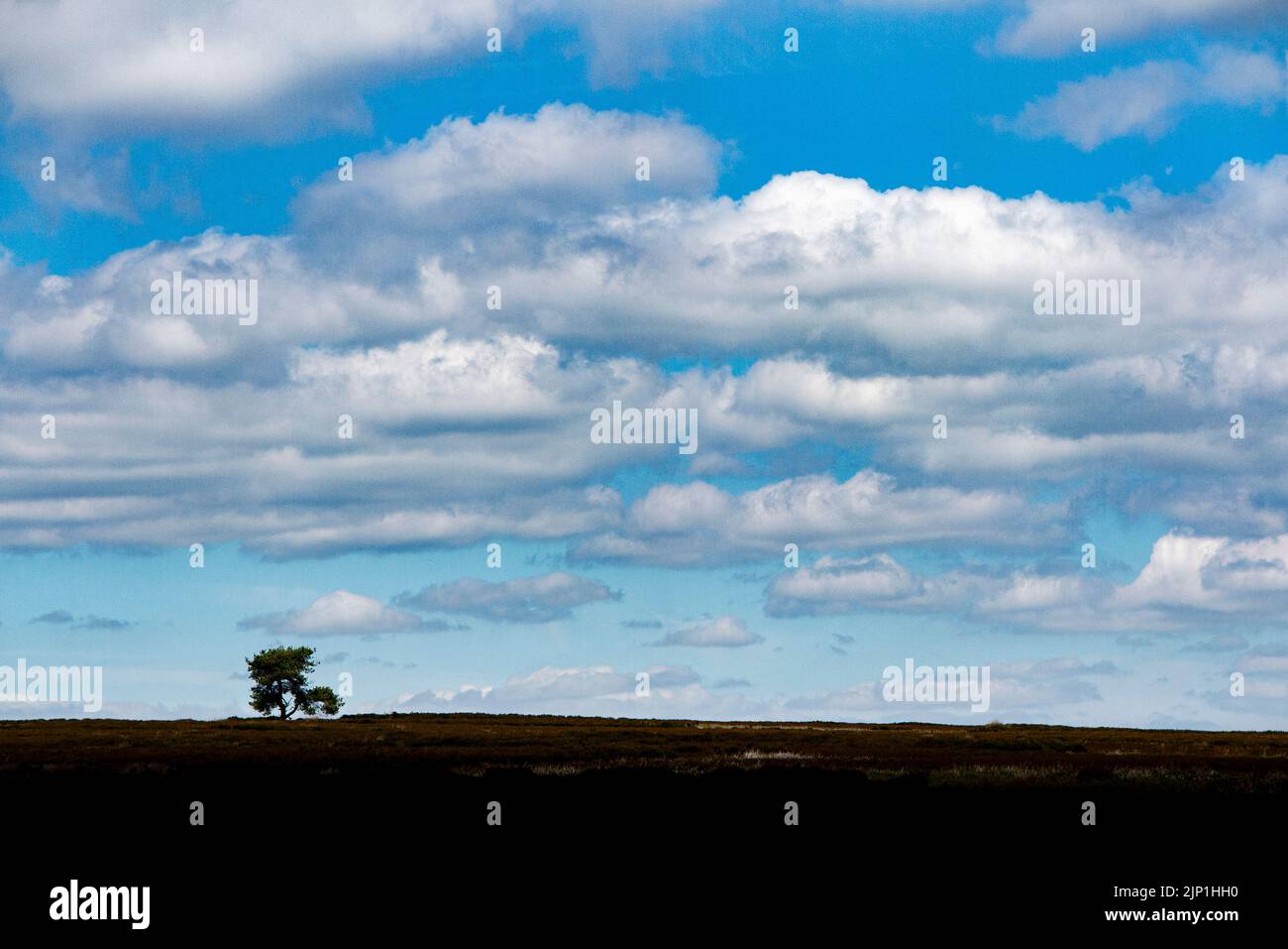 A lone tree on the Yorkshire Moors Stock Photo