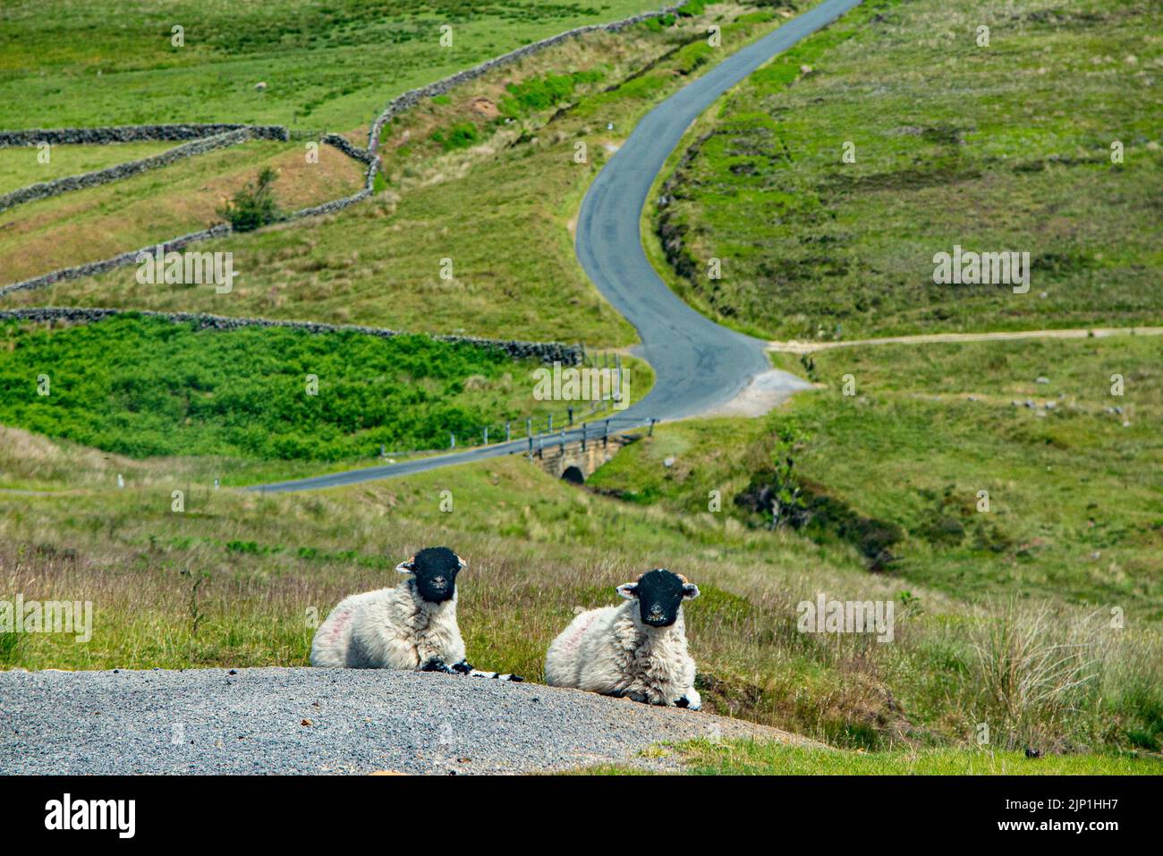 Two sheep on the roadside on the Yorkshire Moors Stock Photo