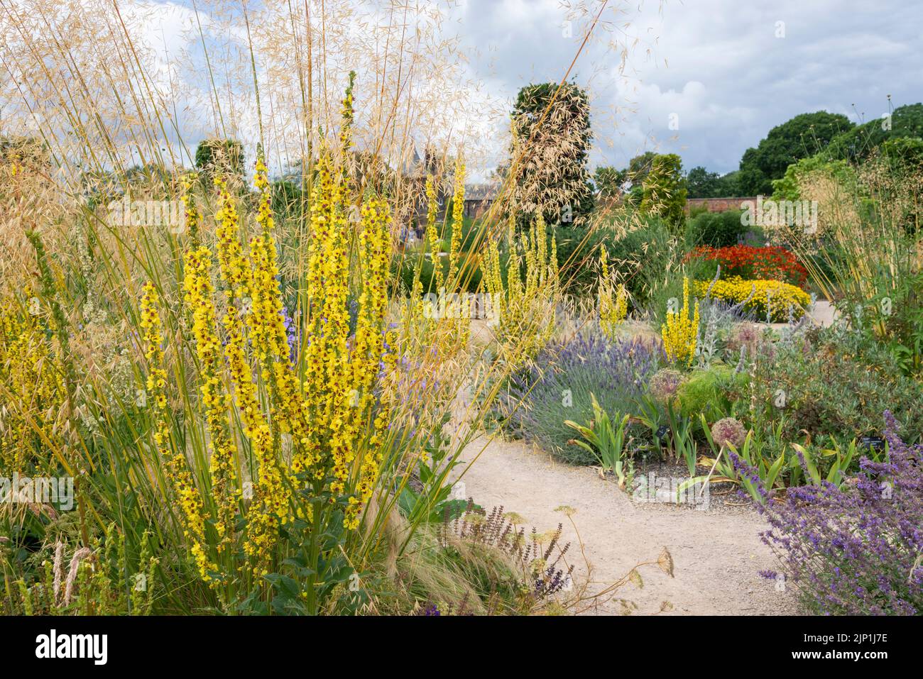 Verbascum and Stipa Gigantea in the Paradise garden at RHS Bridgewater, Worsley, Greater Manchester, England. Stock Photo