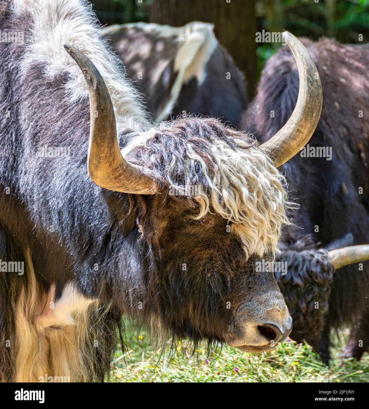 yak, bos mutus, yaks Stock Photo