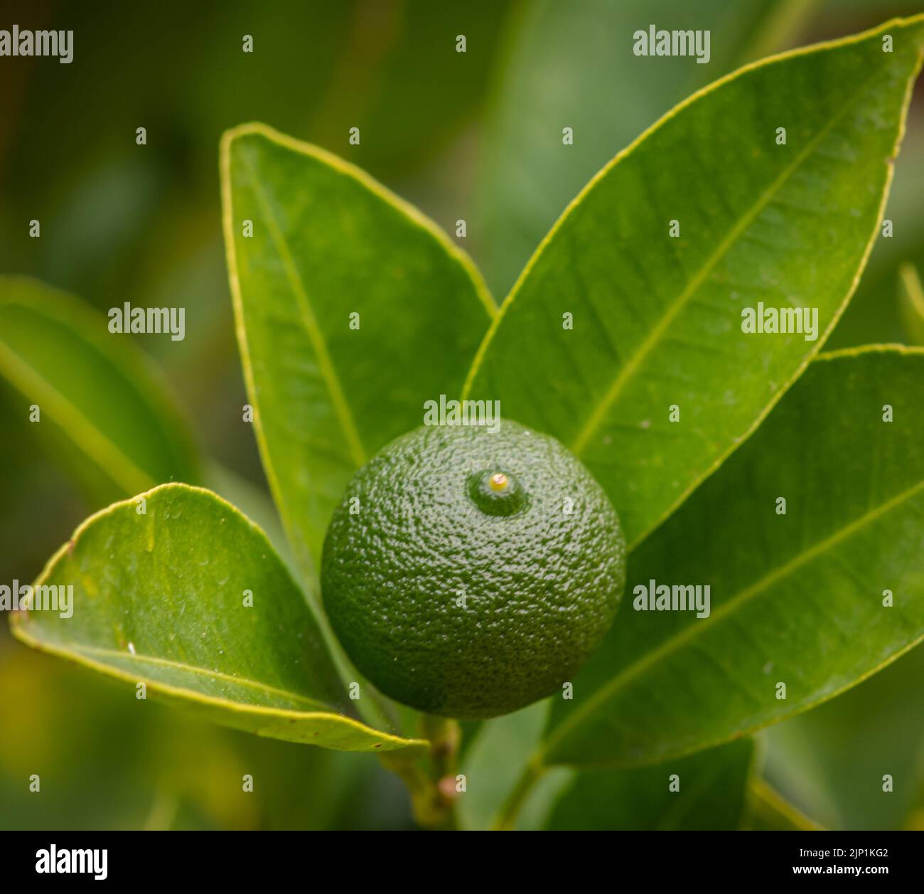 Calamondin (Citrofortunella microcarpa, Citrus fortunella, Citrus mitis), unripe fruit on a bush. Stock Photo