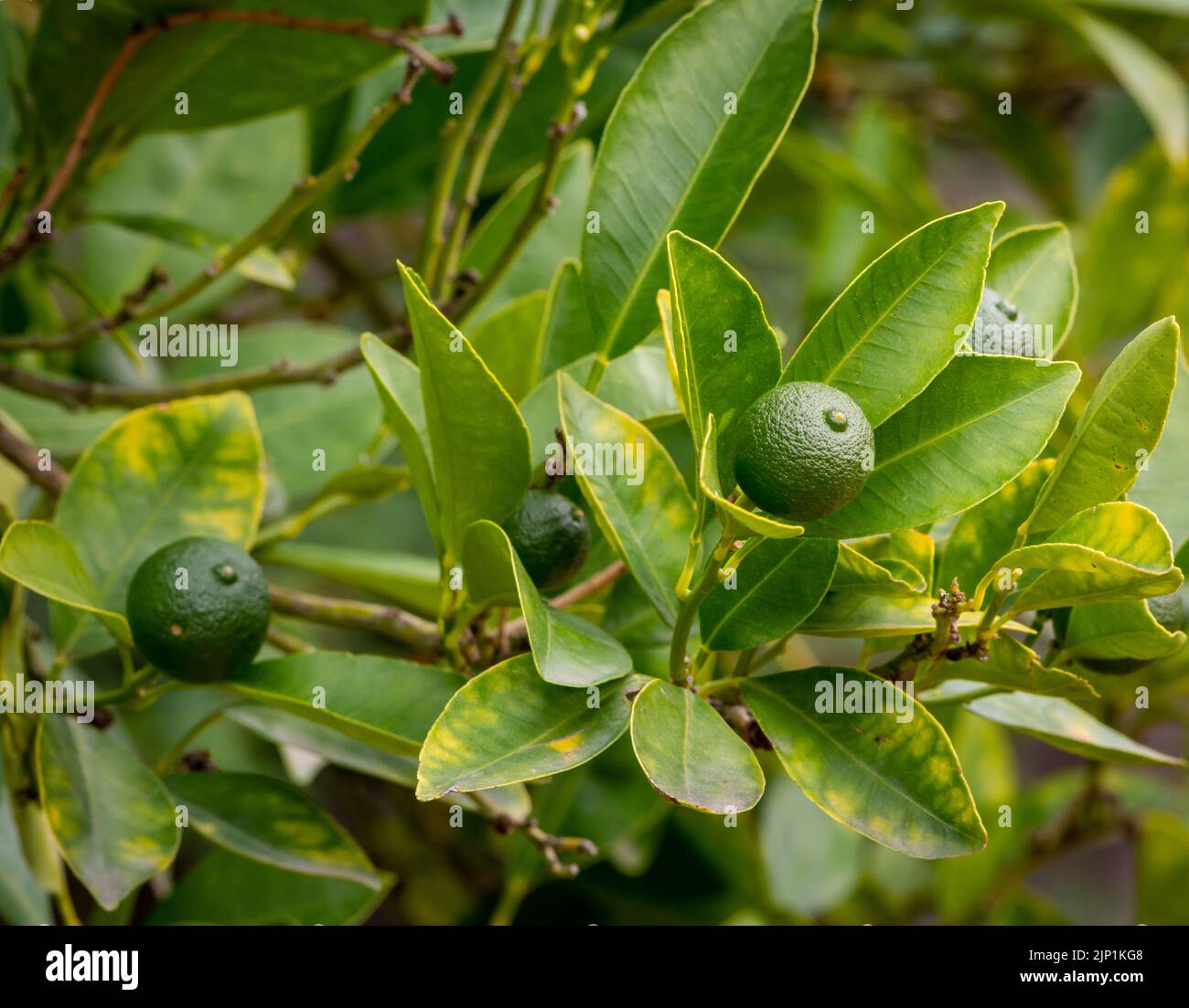 Calamondin (Citrofortunella microcarpa, Citrus fortunella, Citrus mitis), unripe fruit on a bush. Stock Photo