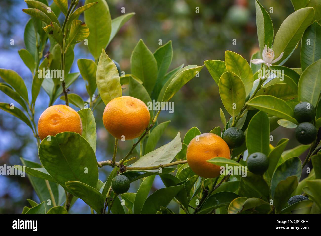 Calamondin (Citrofortunella microcarpa, Citrus fortunella, Citrus mitis), ripe and unripe fruit on a bush. Stock Photo