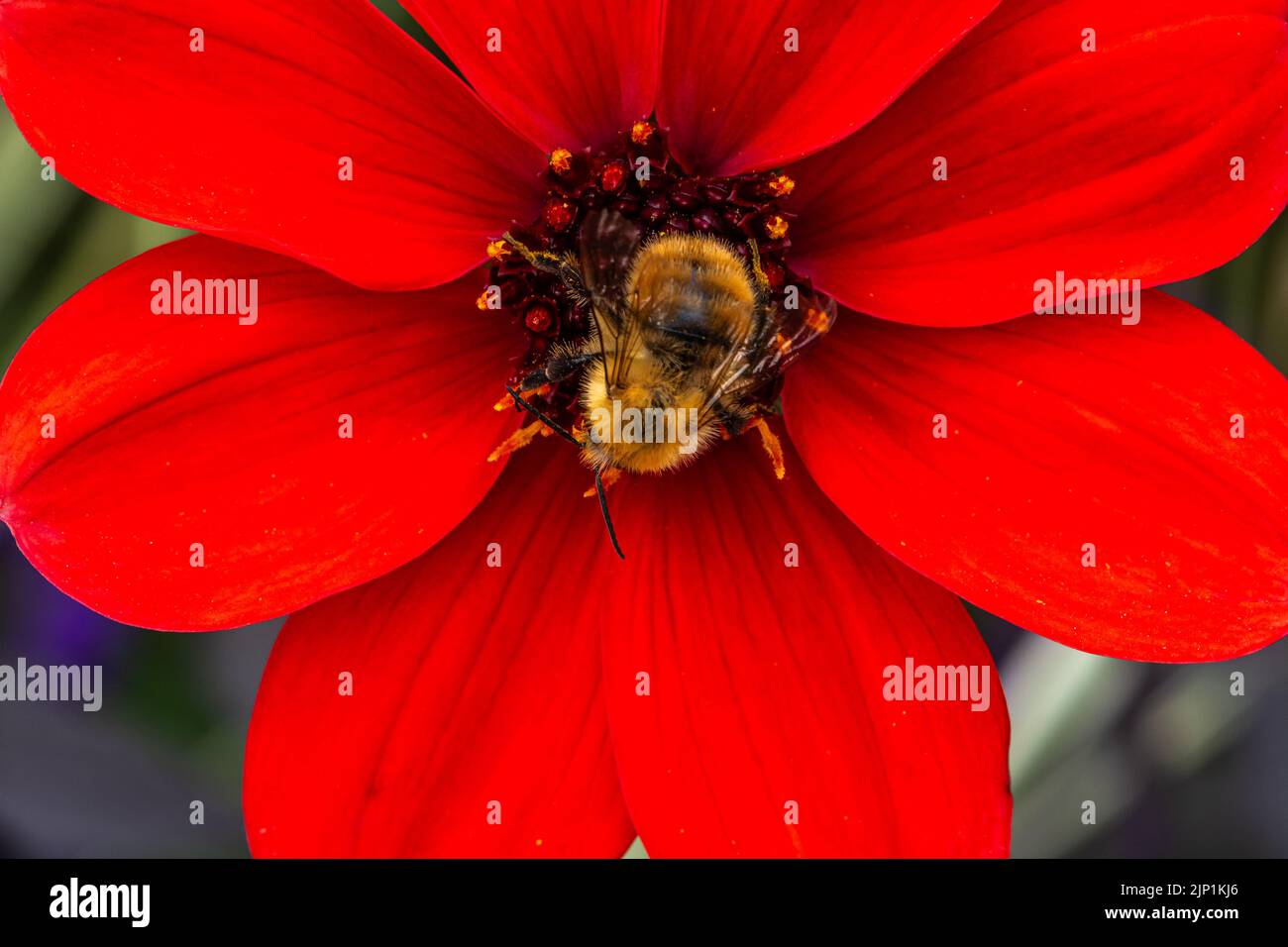 bishop of Llandaff Peony Flowering Dahlia with bombus pascuorum in the garden. Selective focus.Red flower Stock Photo