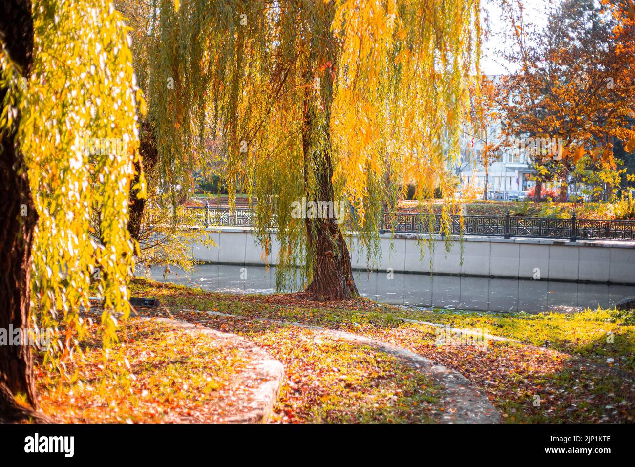 Autumn landscape on a sunny day. Yellow willow foliage over a pond in a city park. Stock Photo