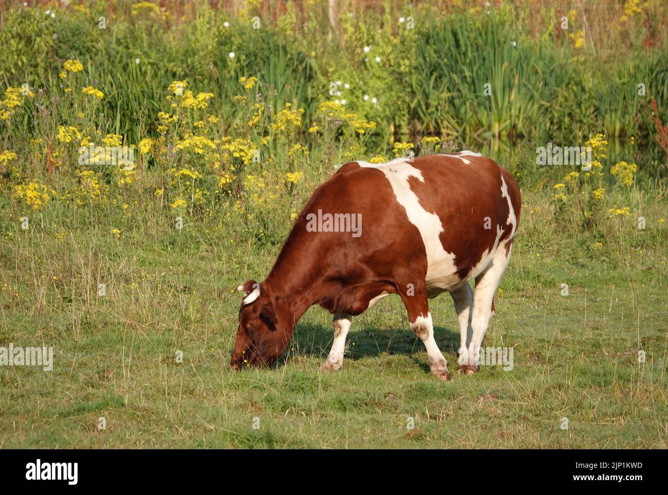 Horned red and white cow with piebald patterns grazing in a meadow. I'm