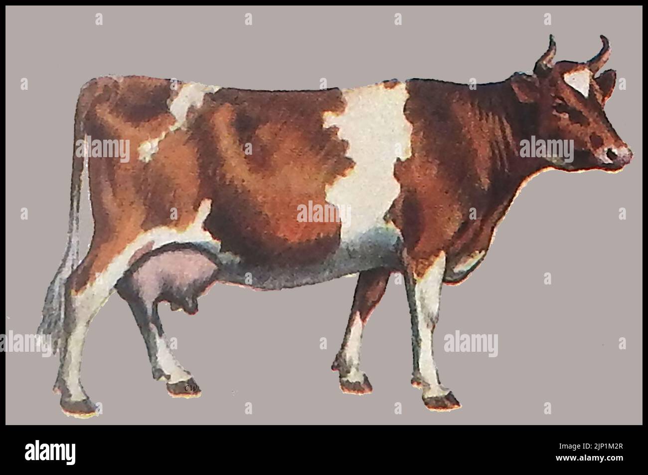 Breeds of cattle - A circa 1940's coloured illustration of a Guernsey Cow. Stock Photo