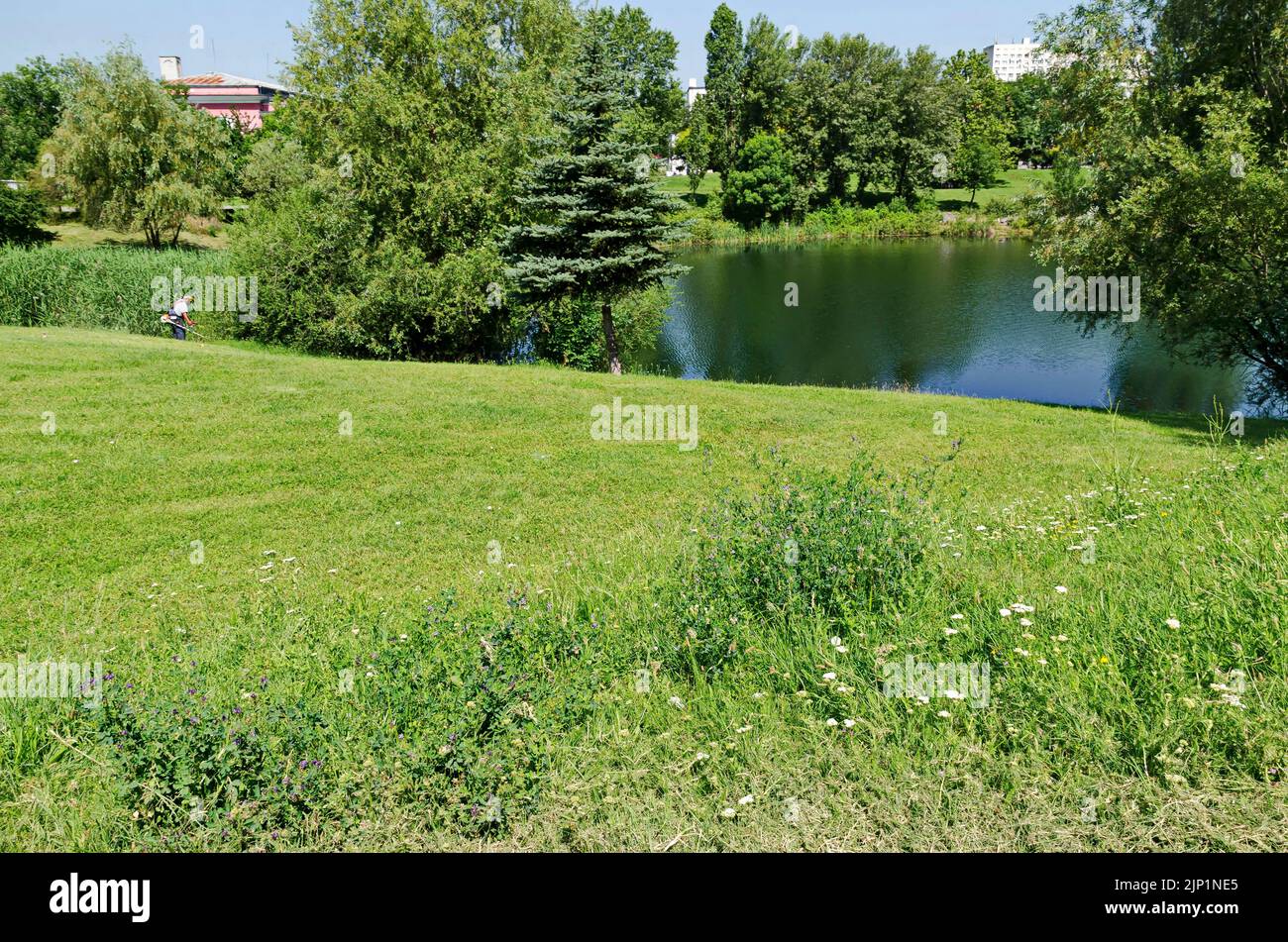 Spring with fresh trees and a meadow, a man with a lawnmower and a lake in the residential area, Drujba,  Sofia, Bulgaria Stock Photo