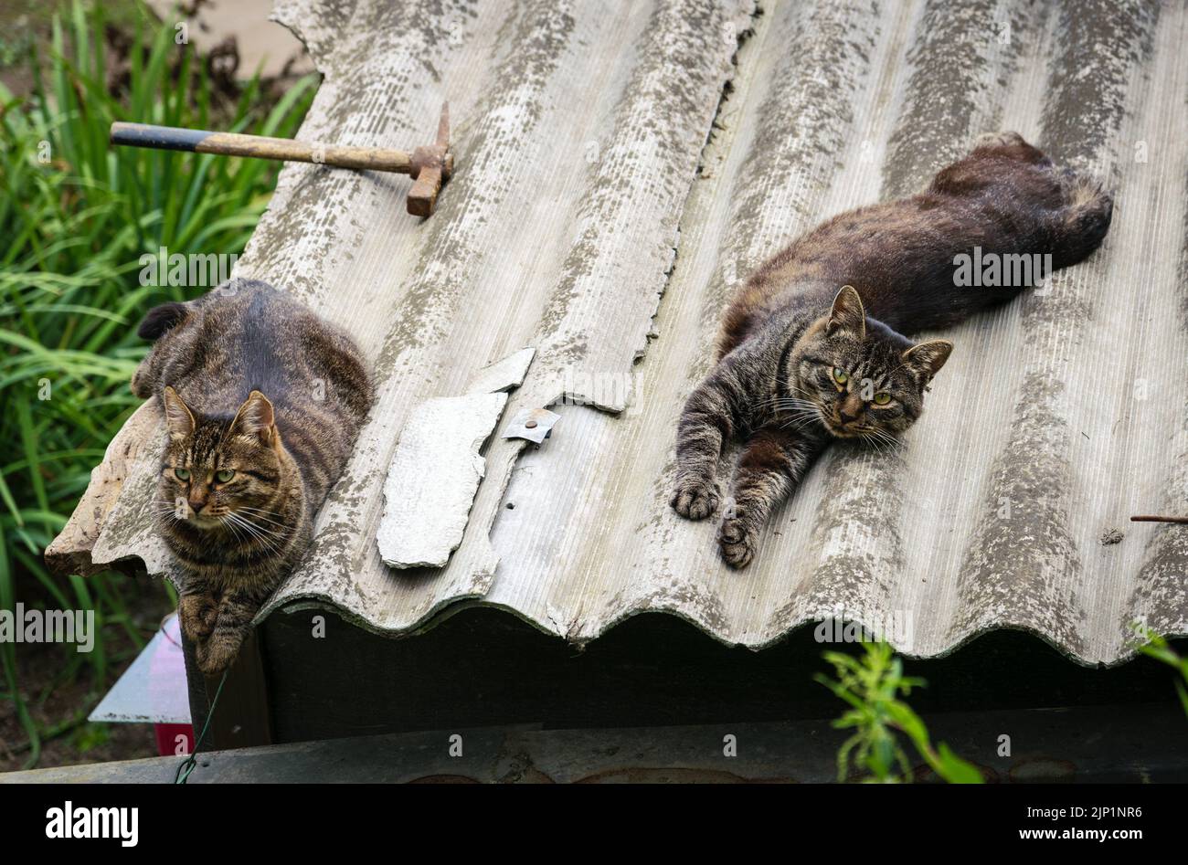 Old cats sleep most of the day hires stock photography and images Alamy