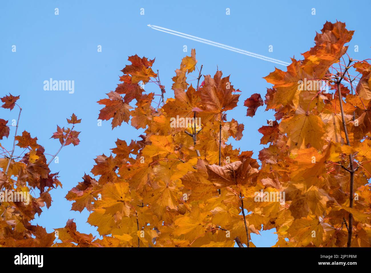 Yellow leaves and blue sky in autumn. Stock Photo
