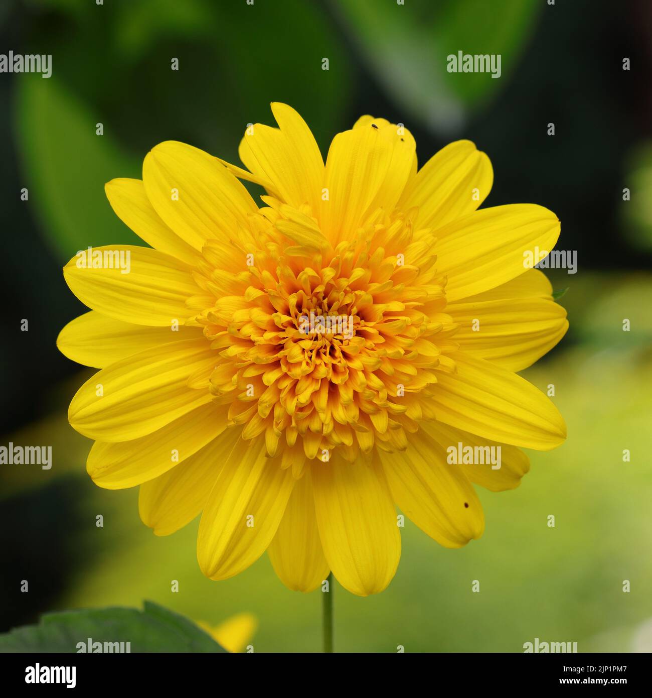 a beautiful helianthus x hybride flower with a filled flower center against a blurry background Stock Photo