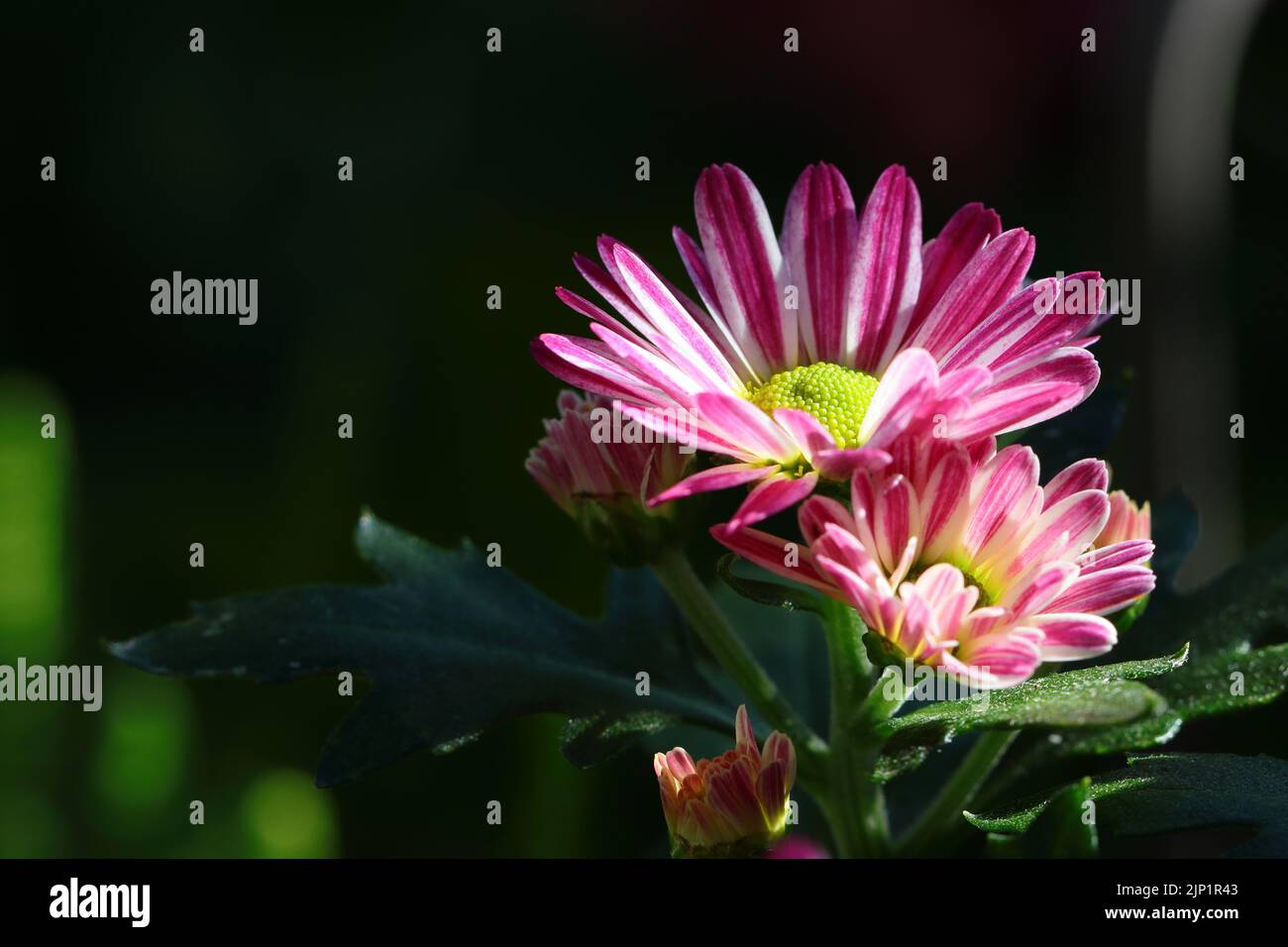 close-up of sunlit pink-white chrysanthemum flowers against a dark background, side view, copy space Stock Photo