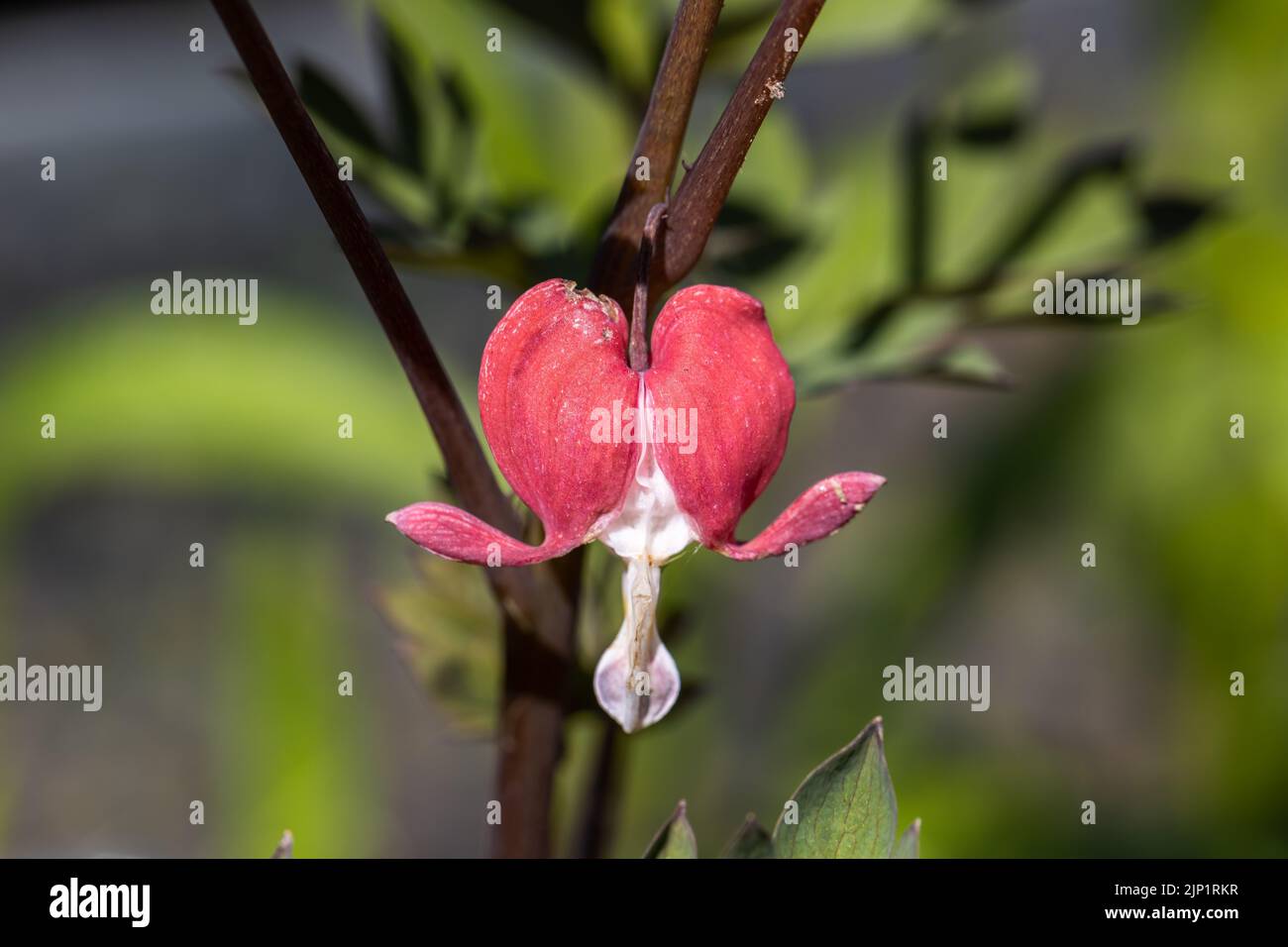 Flowers of a bleeding heart Dicentra spectabilis Valentine Stock Photo