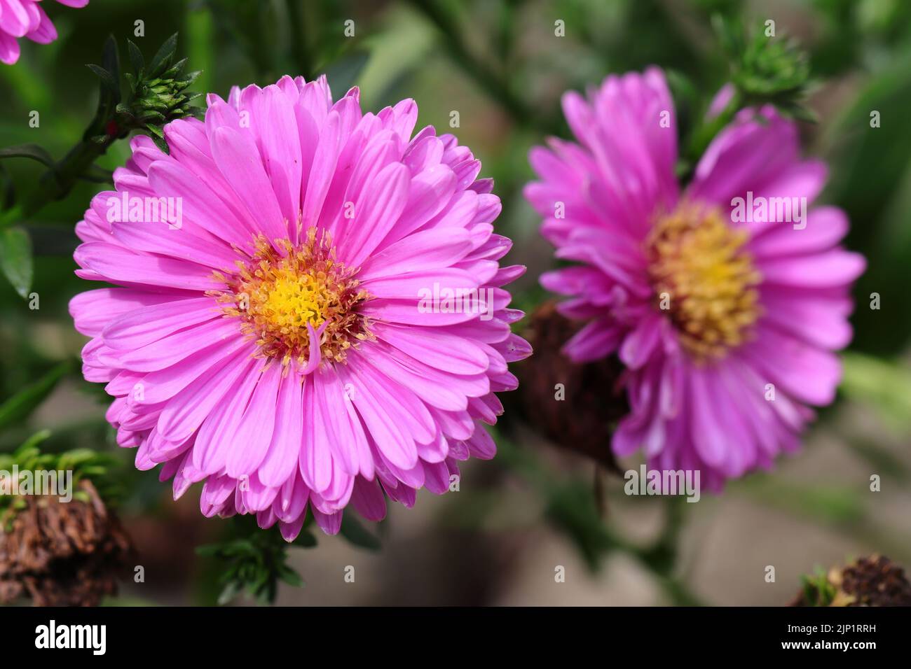 close-up of beautiful purple aster flowers with a selective focus Stock Photo