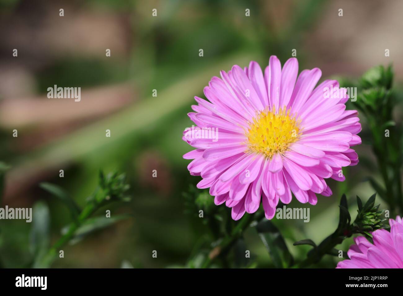 a beautiful single purple flowering aster against a blurry background, copy space Stock Photo
