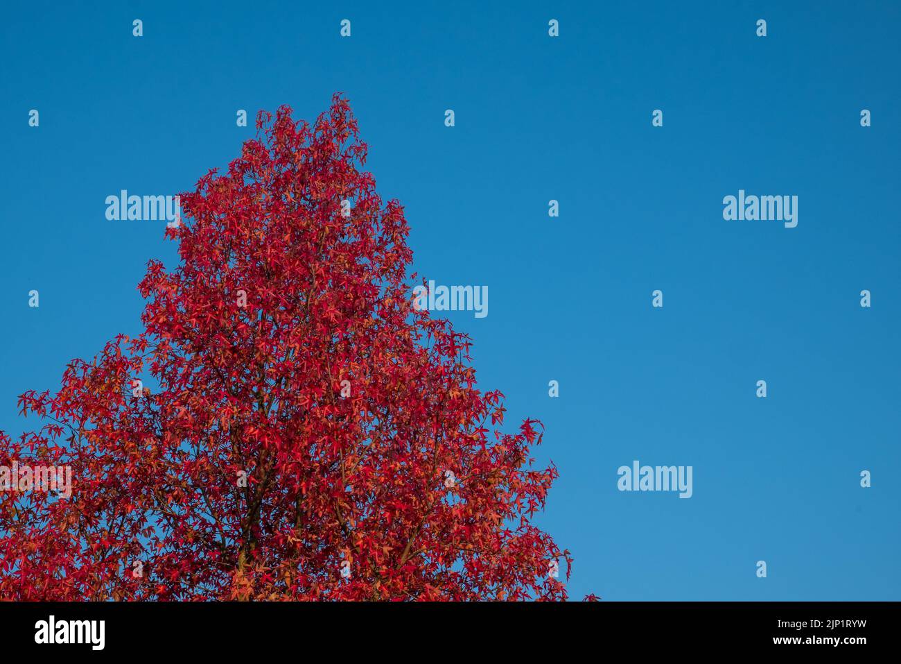 Red leaves and blue sky in autumn. Stock Photo