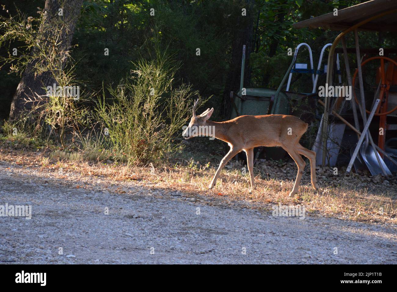 A deer got lost in the garden, Simiane la Rotonde, France Stock Photo