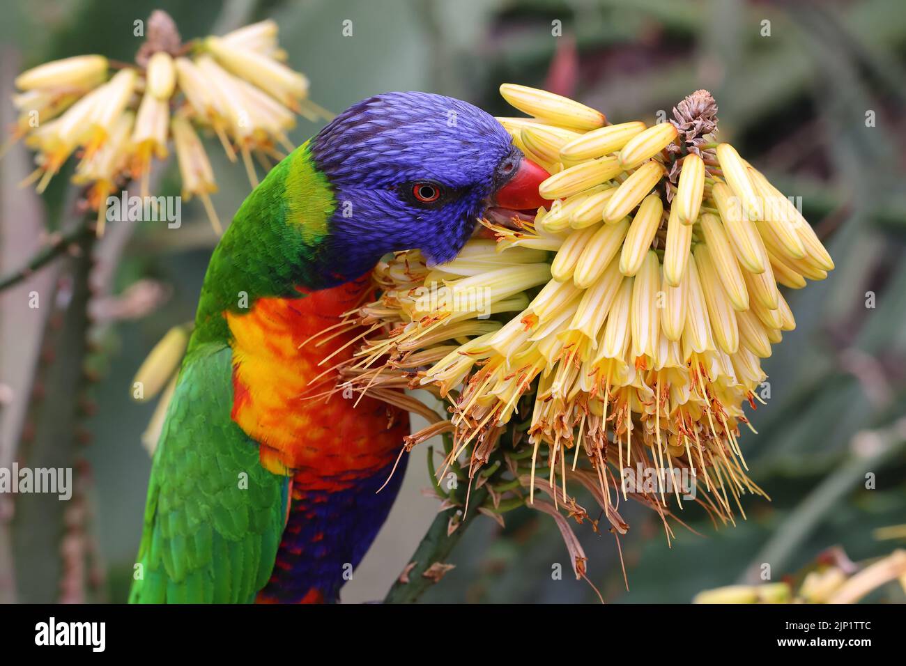 nectar eating parrots