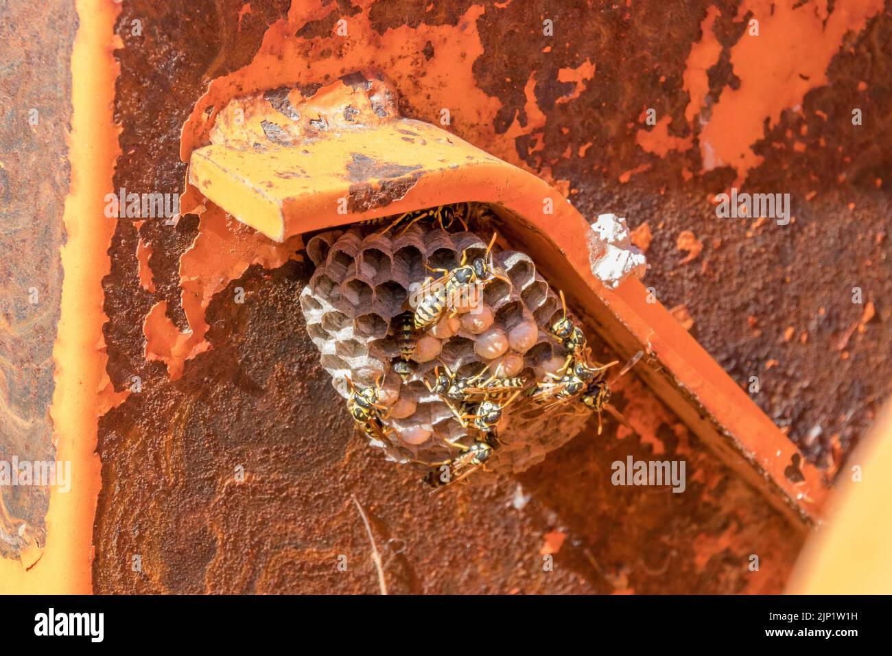 Polistes dominula, Paper Wasp Nest Stock Photo