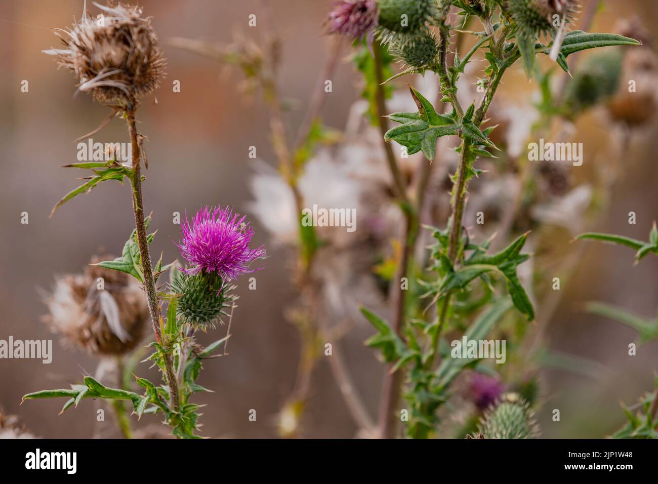 Inflorescence, purple flower and leaves of a creeping thistle isolated on a meadow in autumn Stock Photo