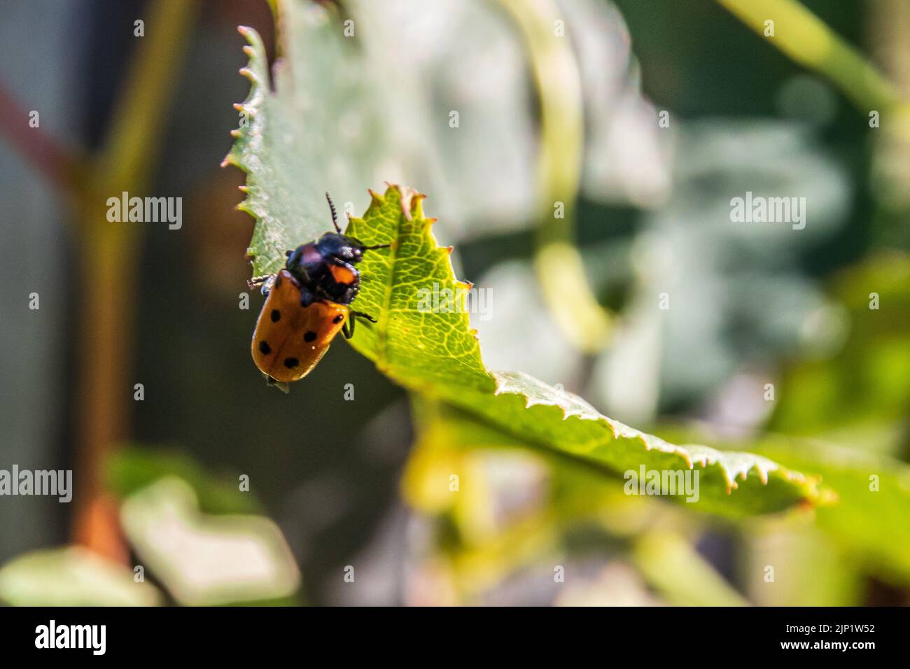 Tituboea biguttata, Case-bearing Leaf Beetles Stock Photo