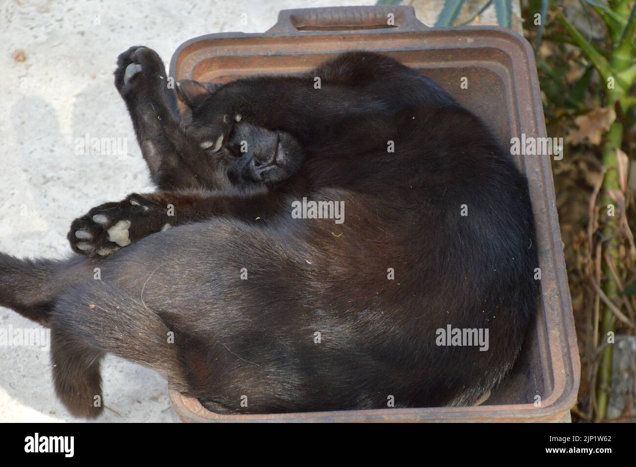 A cat take a rest outside in a  metal shell Stock Photo