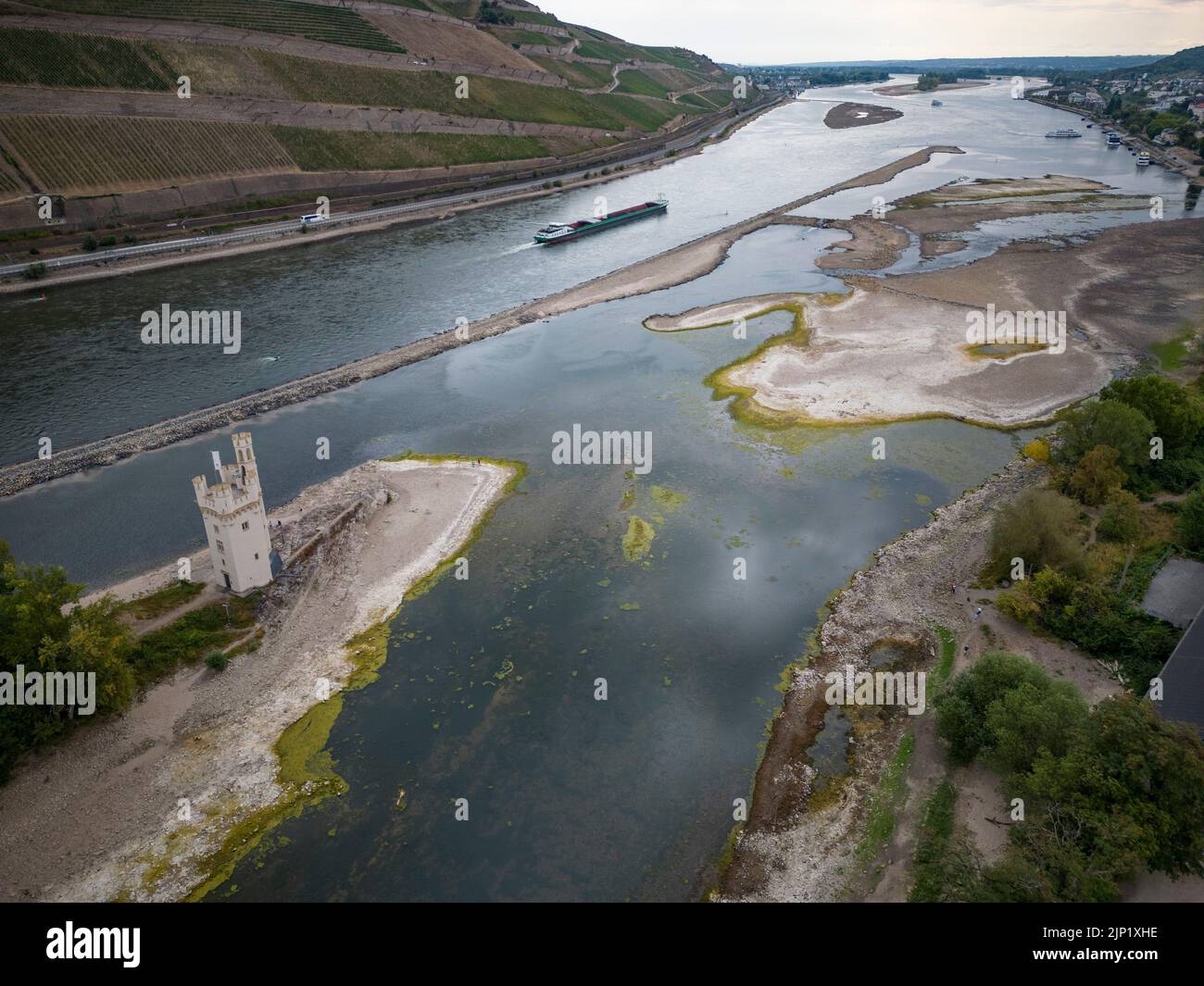 Bingen, Germany. 15th Aug, 2022. Huge sandbanks have visible in