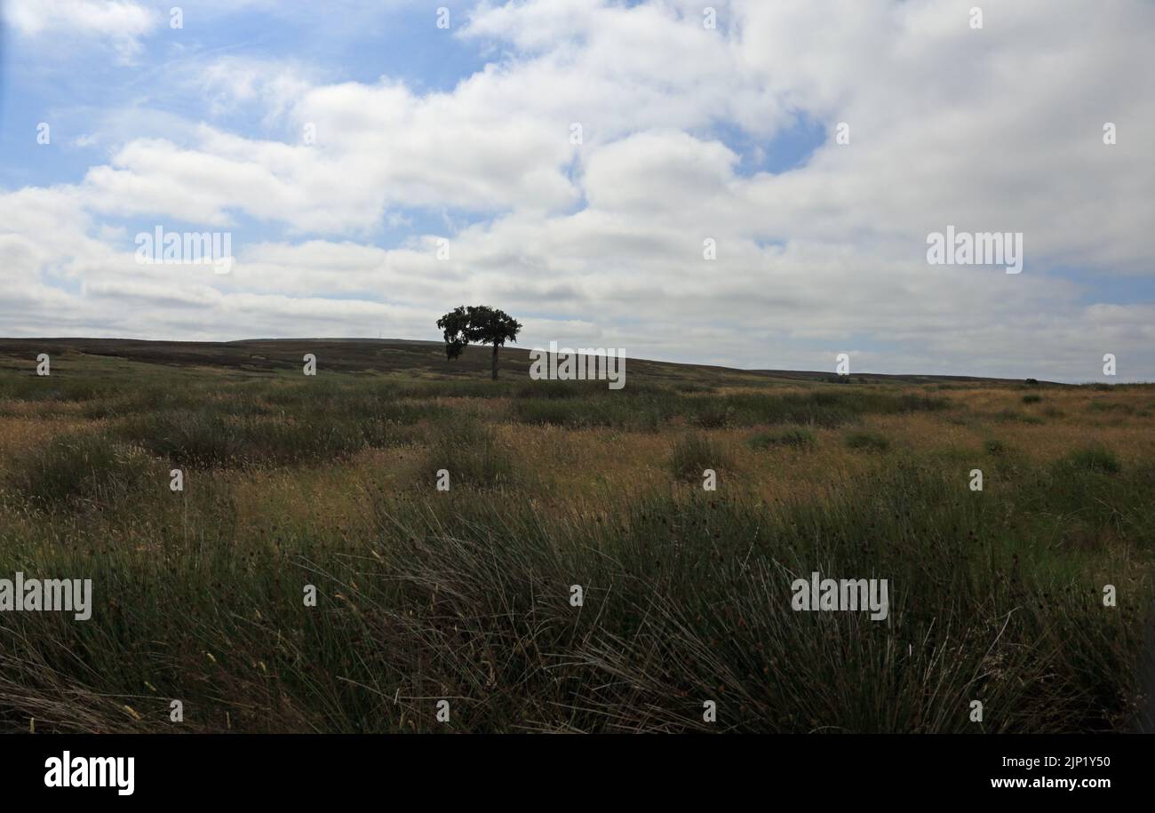 Lone tree Withnell Moor in the West Pennine Moors Lancashire England Stock Photo
