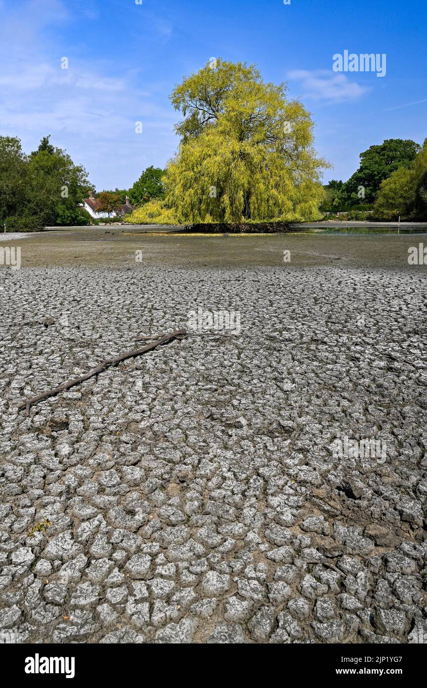 Brighton, UK. 15th Aug, 2022. The ancient Saxon pond at Falmer village on the outskirts of Brighton is completely dried out as the heatwave and drought conditions continue in the South East : Credit Simon Dack/Alamy Live News Stock Photo