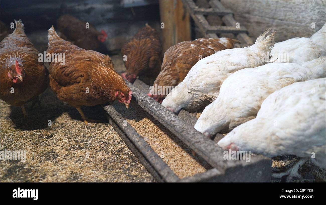 Hen house. chickens in the coop. Traditional chicken coop with chickens