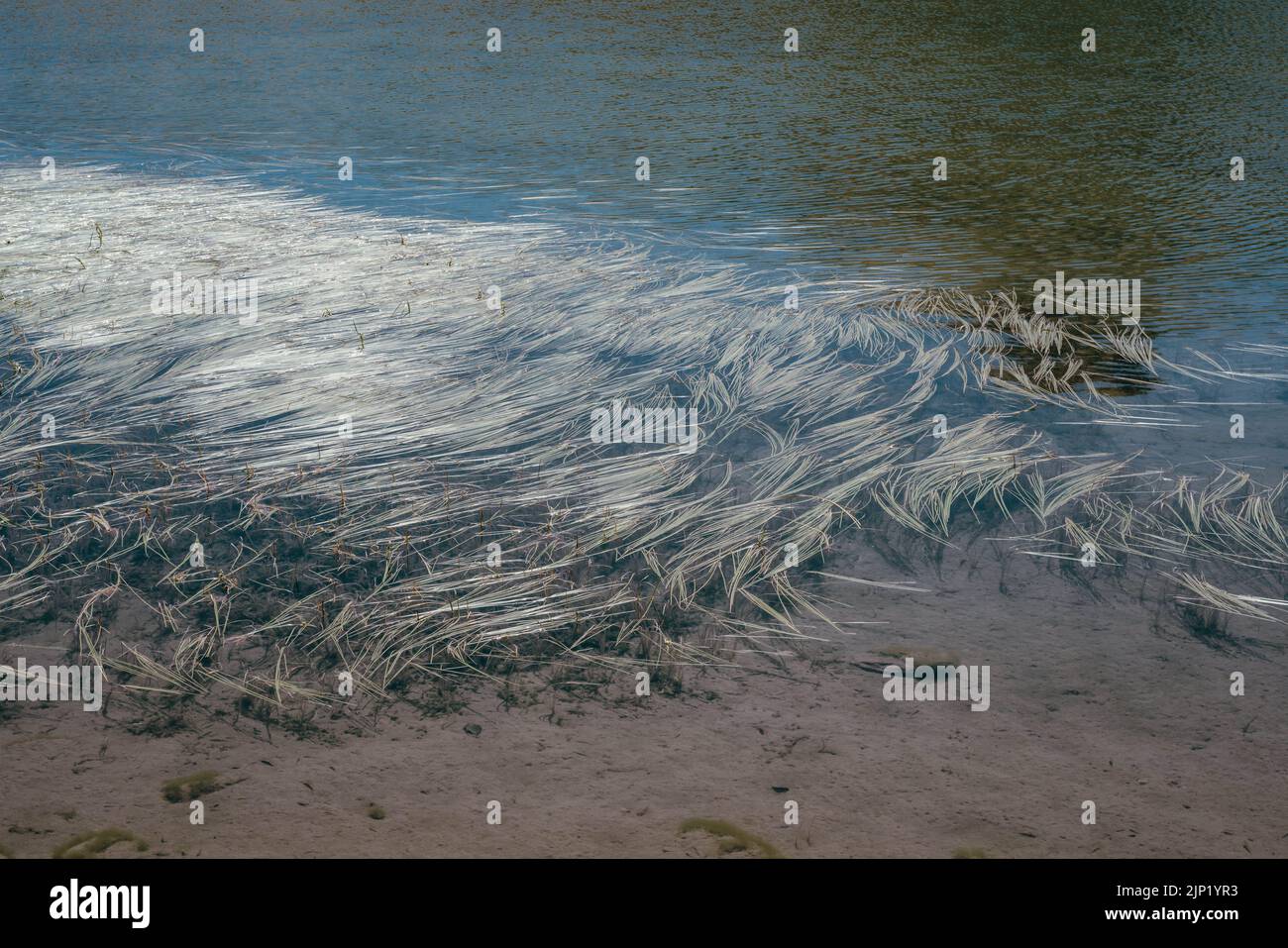 The weeds in the lake Stock Photo - Alamy