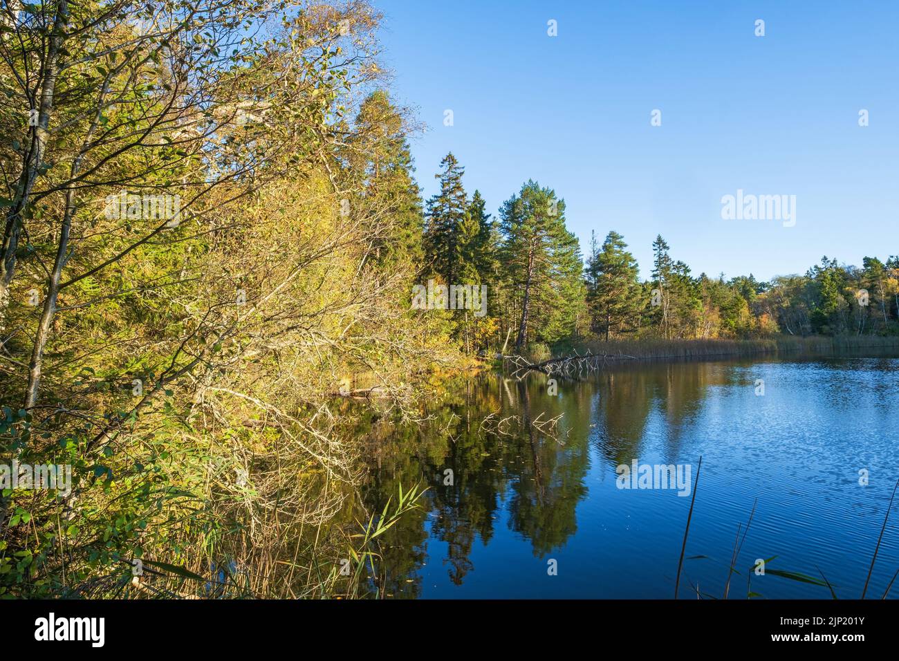 Autumn colors at a forest lake Stock Photo - Alamy