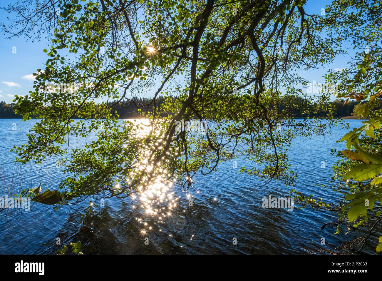 Lake view with the sun shining through tree branches Stock Photo