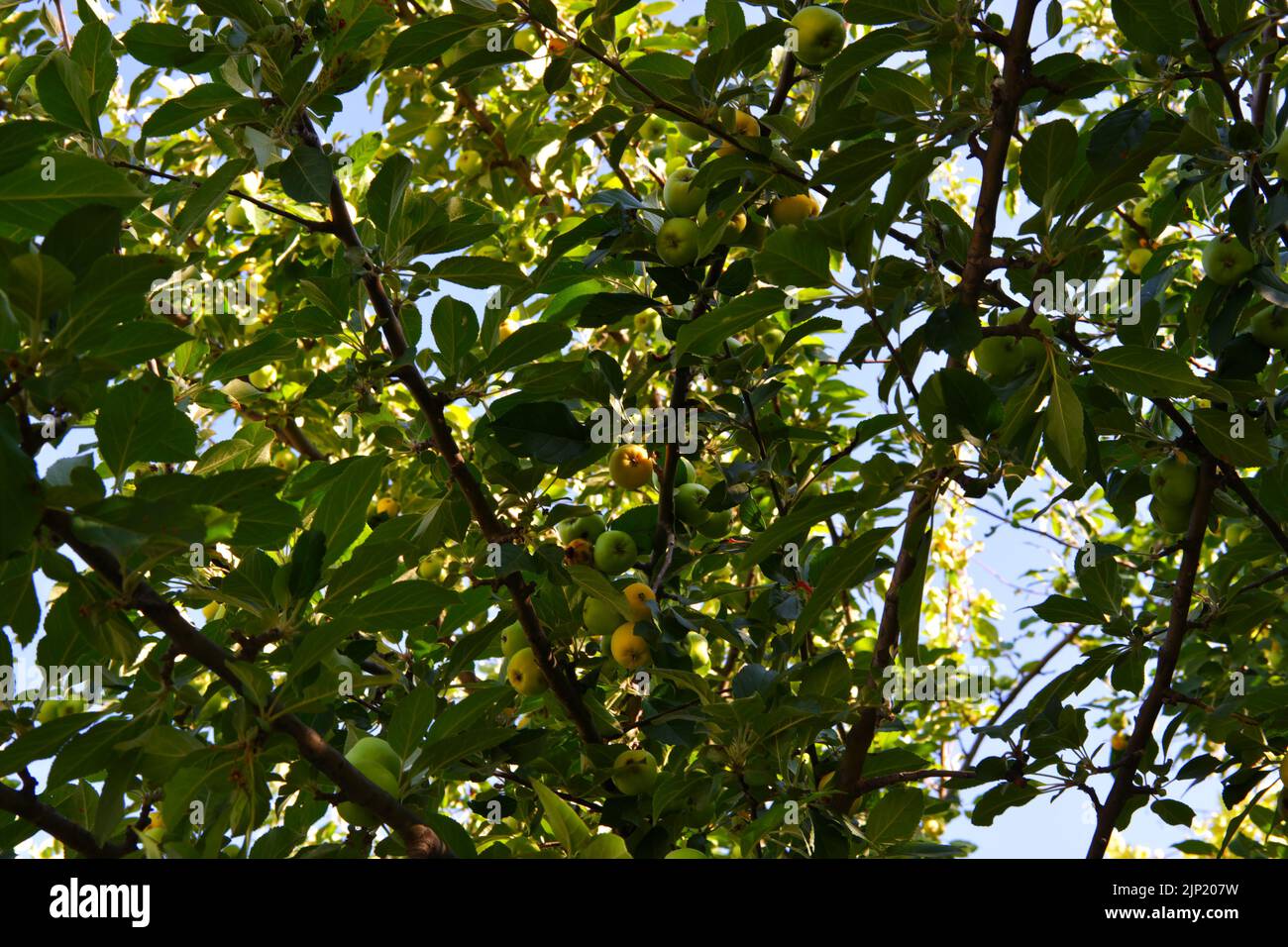 Green small organic apples on branch of apple tree in summer Stock ...