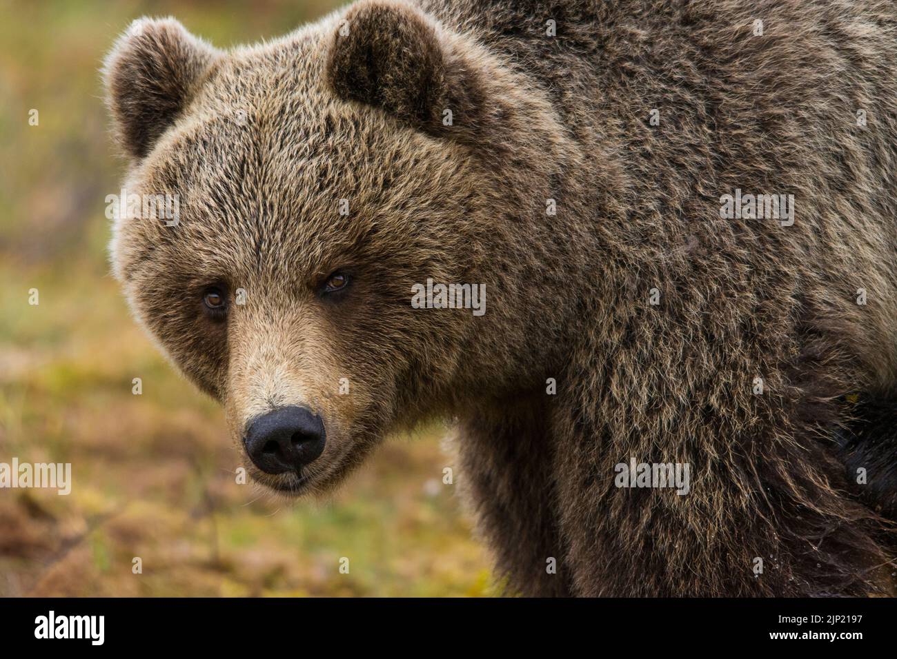 bear, grizzly, bears, grizzlies Stock Photo Alamy
